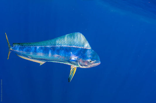 Top 3 Predatory Fish That Respond Best to ThrowFlashers (And Why)