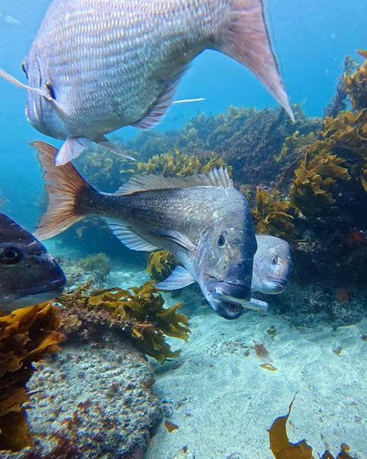 The Science Behind the Flash: Why Predatory Fish Can't Resist ThrowFlashers